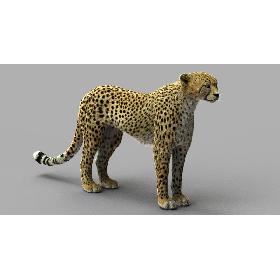 Cheetah 2 (RIGGED) (FUR)